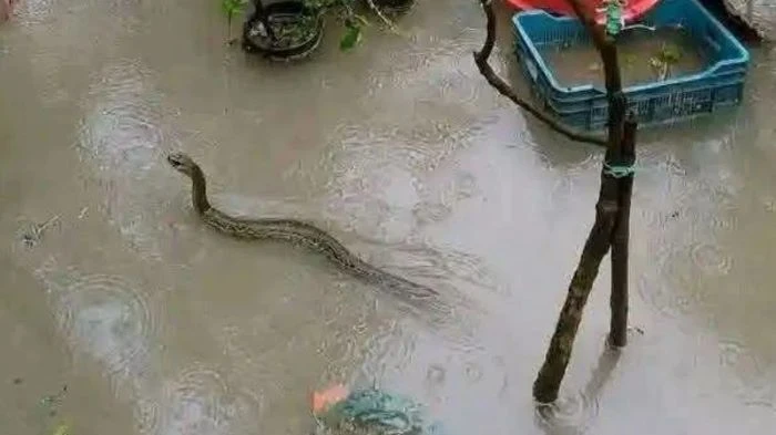 চট্টগ্রামে বন্যার পানিতে নতুন আতংক সাপ, কামড়ের শিকার ১১৮ জন!